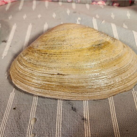 DECOUPAGE CLAM SHELL DECOUPAGE SNOWMAN ⛄️ ON A CLAM SHELL TRINKET DISH - Picture 12 of 12